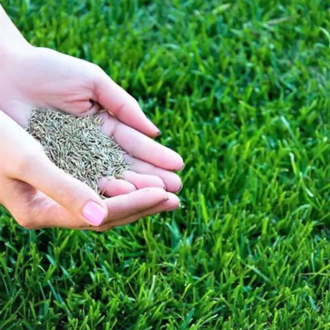 Grass Seeds Hybrid  For Home Gardening